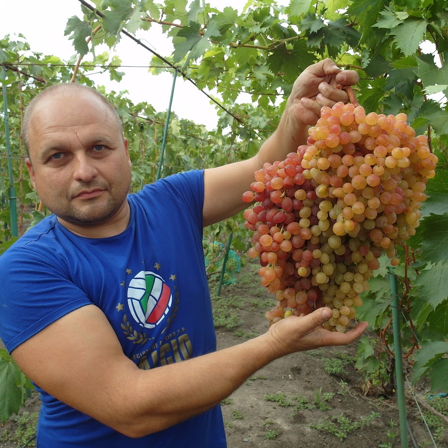 Виноградник Дашевских - YouTube