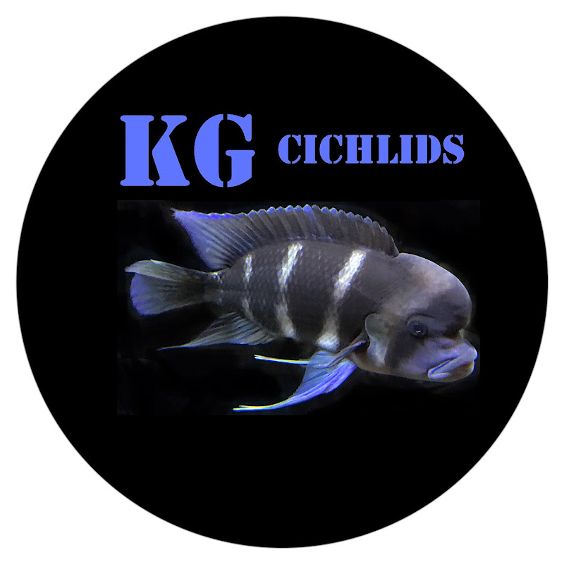 KG cichlids