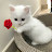 꽃심바 flowersimba