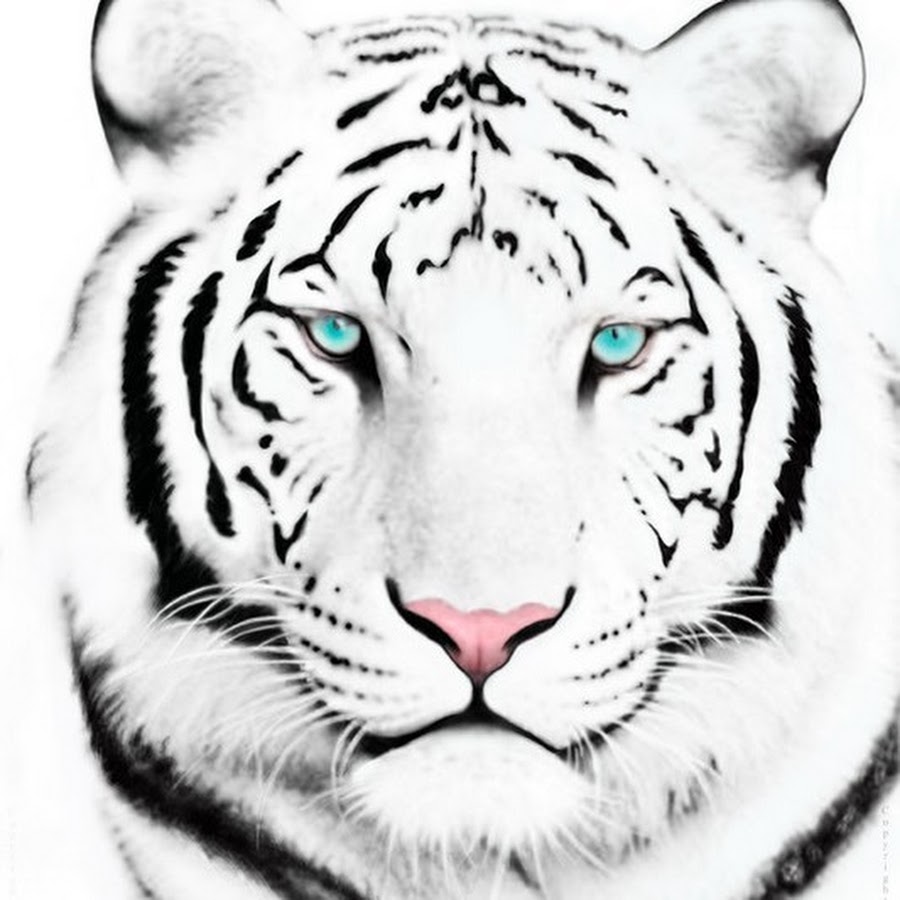 Белый тигр черно белый рисунок