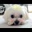 낭만고양이