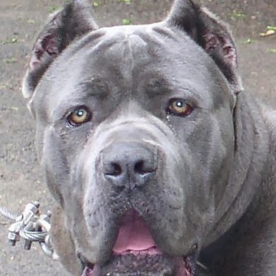 Испанский бульдог алано. Стаффорд уши купированные белый. Щенки с купированными ушами. Стаффордширский бультерьер с купированными ушами. Стаффордширский терьер купированные.