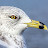 Larus Delawarensis