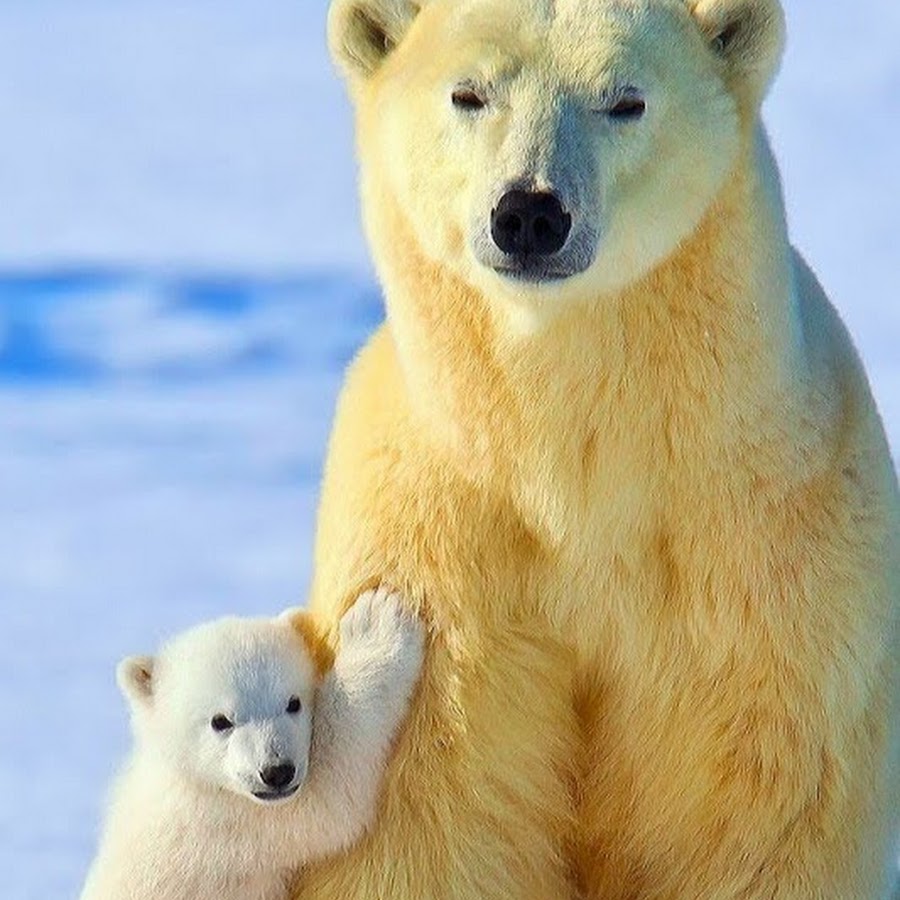 приложение белый медведь. приложение белый медведь. белый медведь владимир. приложение белый медведь. живые обои полярный медведь.