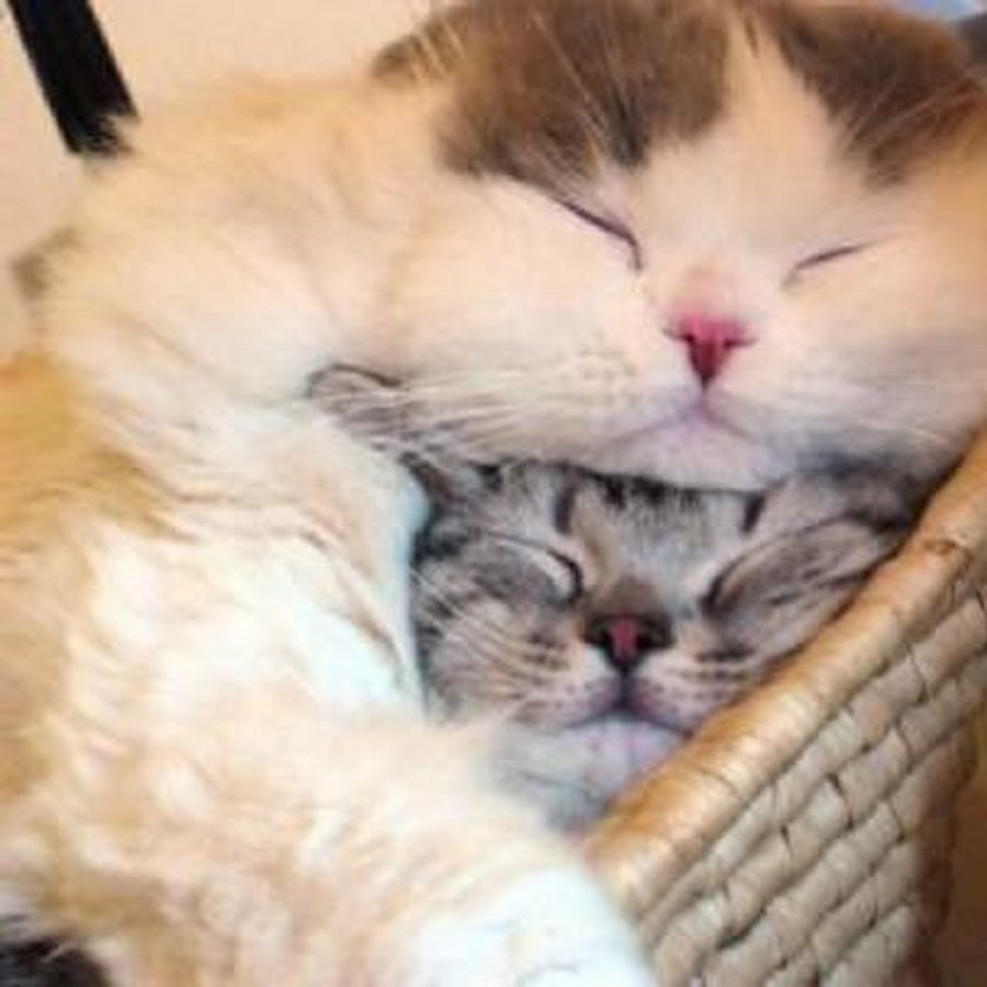 котики картинки милые обнимашки