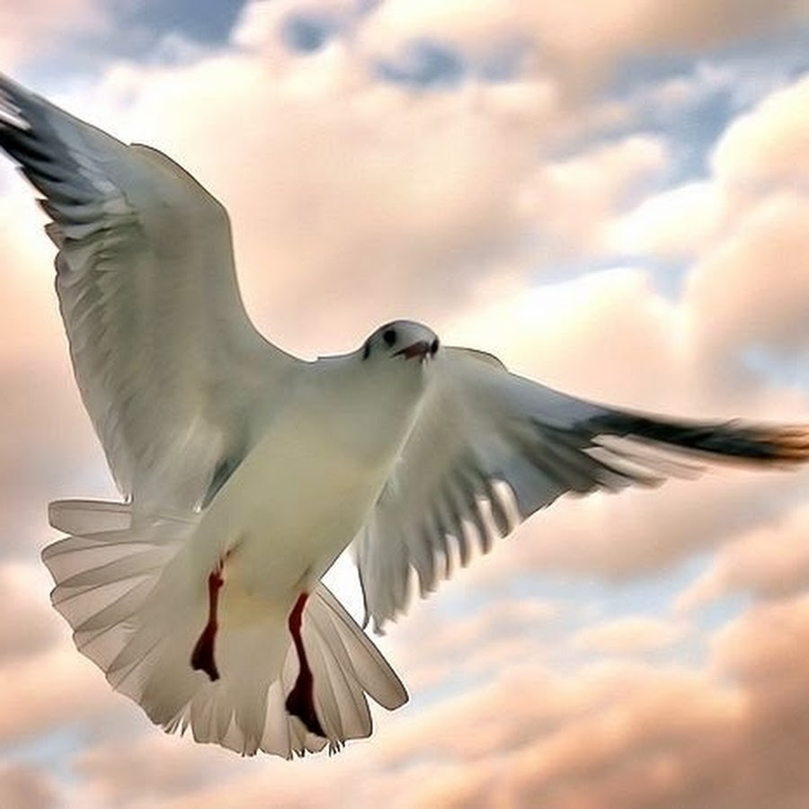 Описательный рассказ о скворце для дошкольников. Анкета про птиц. Зимующие птицы презентация. Расскажите птицы история. Расскажите птицы что вас.