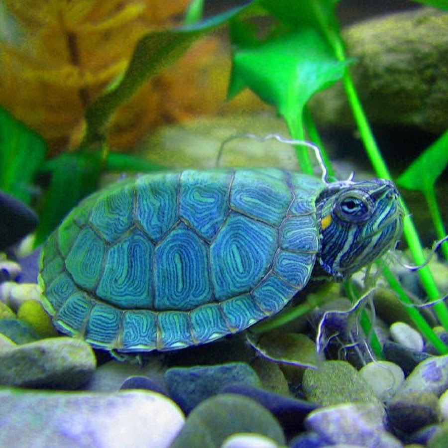 Как можно назвать черепах красноухих: найдено 88 изображений