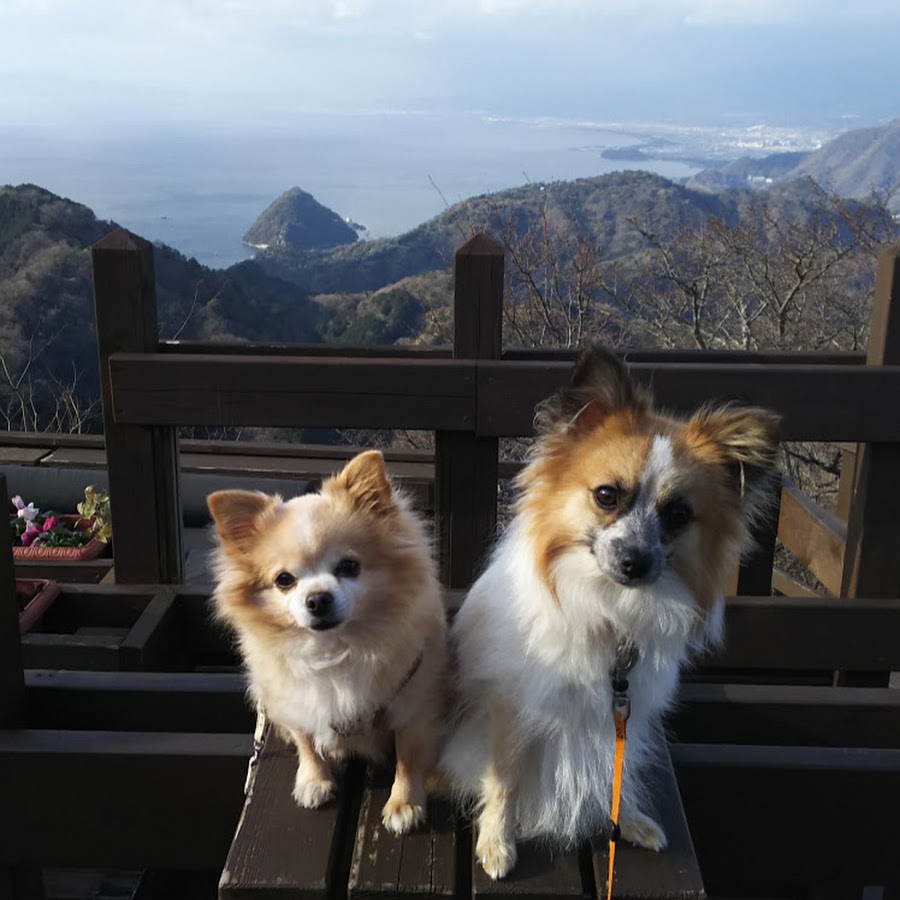 伊豆と犬と釣りのチャンネル Youtube