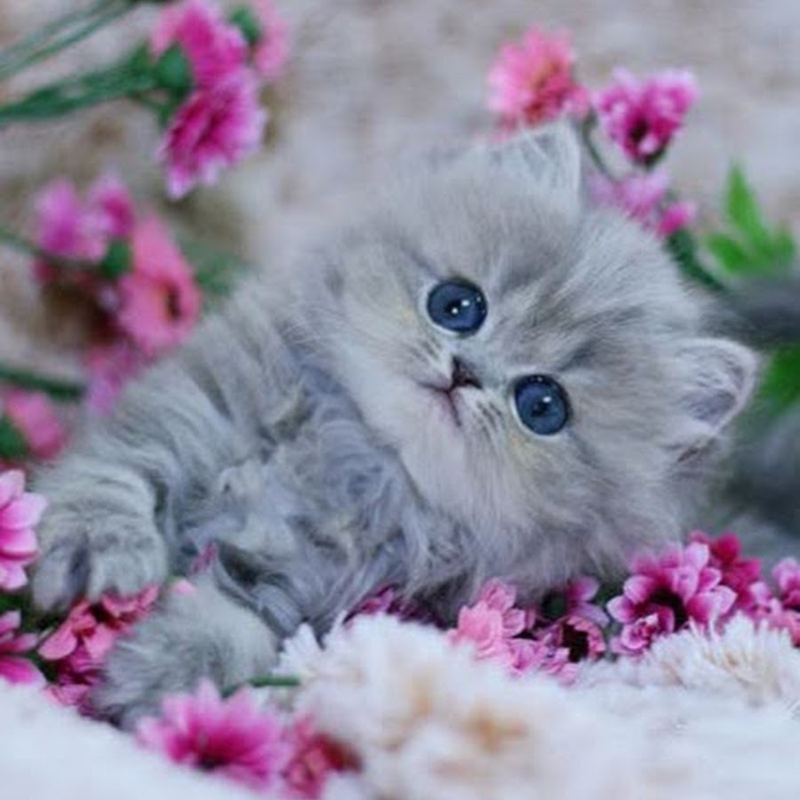 Котенок в цветах