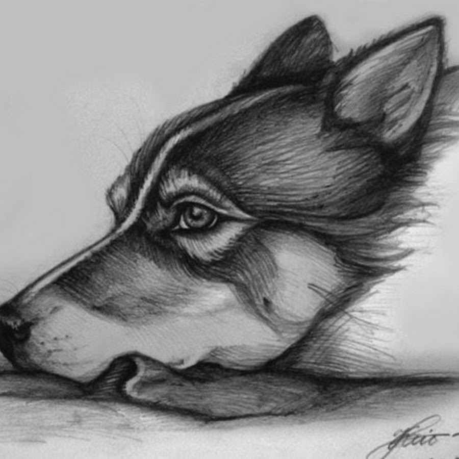 Рисунки простым карандашом легкие животные. Красивые рисунки карандашом. Рисунки простым карандашом легкие животные. Животные карандашом. Рисунок щенка для срисовки.