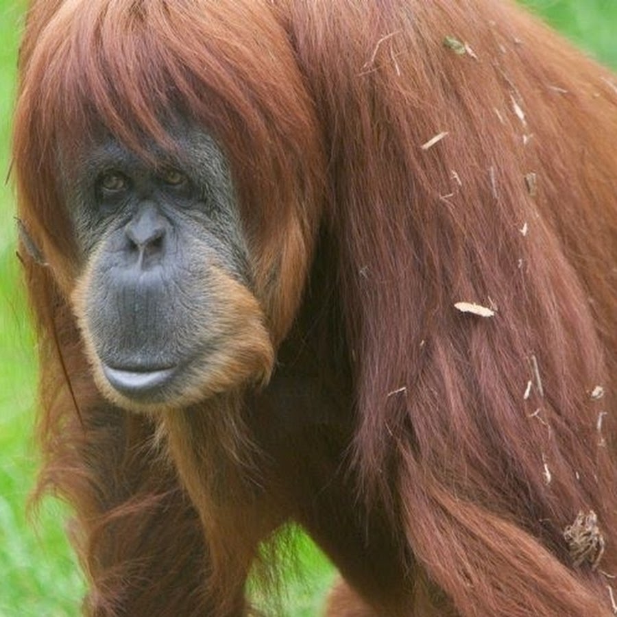 обезьяна очковый тонкотел. восточная равнинная горилла. узконосые приматы. обезьяна 10 букв. обезьяны узконосые приматы.