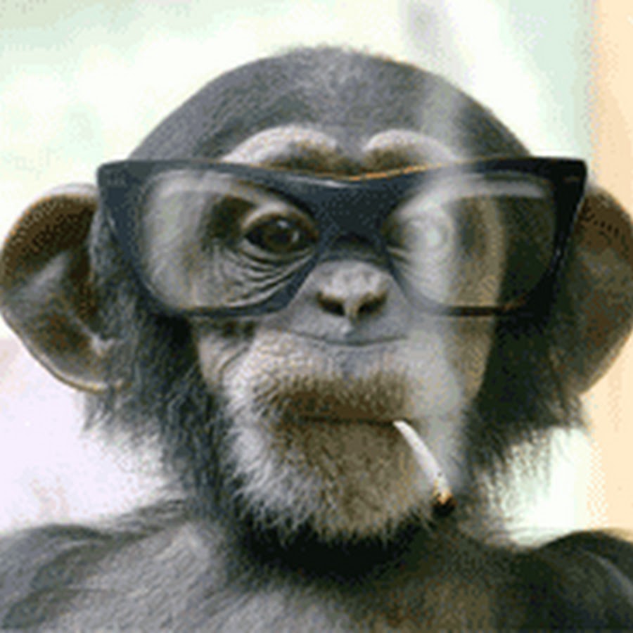 Обезьяна с сигаретой и в очках картинка