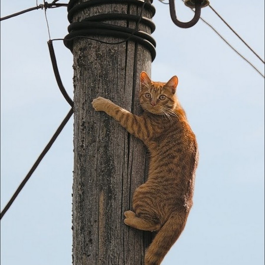 В рукоятке столба я сижу один. В рукоятке столба я сижу один. Высокий столб. Кот и провода. Цитаты дадаистов.