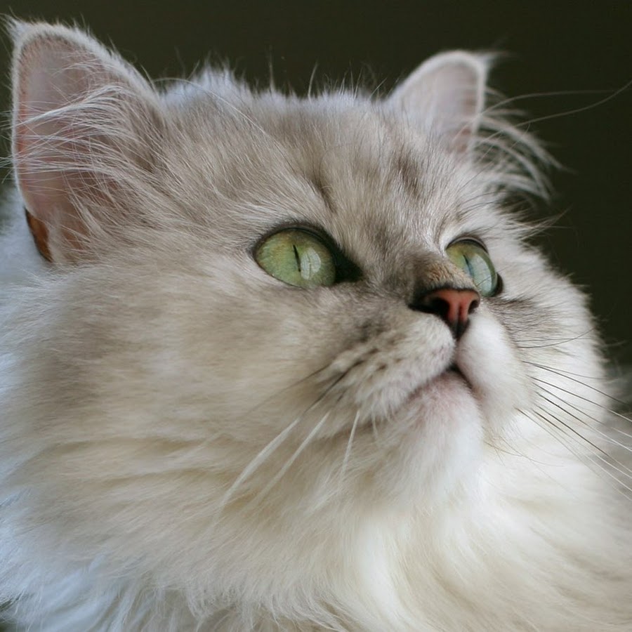 チンチラ猫さんの備忘録 Youtube