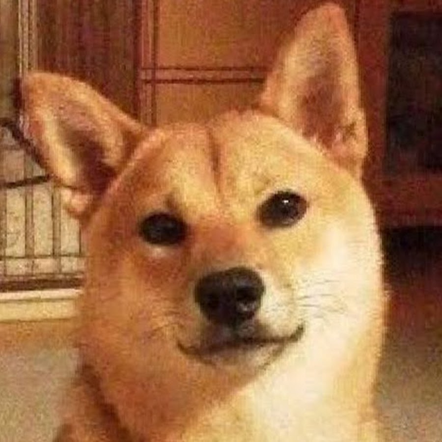 柴犬 窓辺のもみじさん Shiba Inu Momiji Youtube