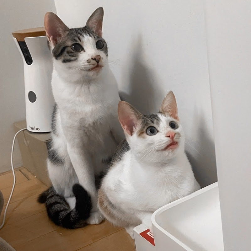 芝麻&湯圓 Cat Daily - 網紅的藏寶箱 