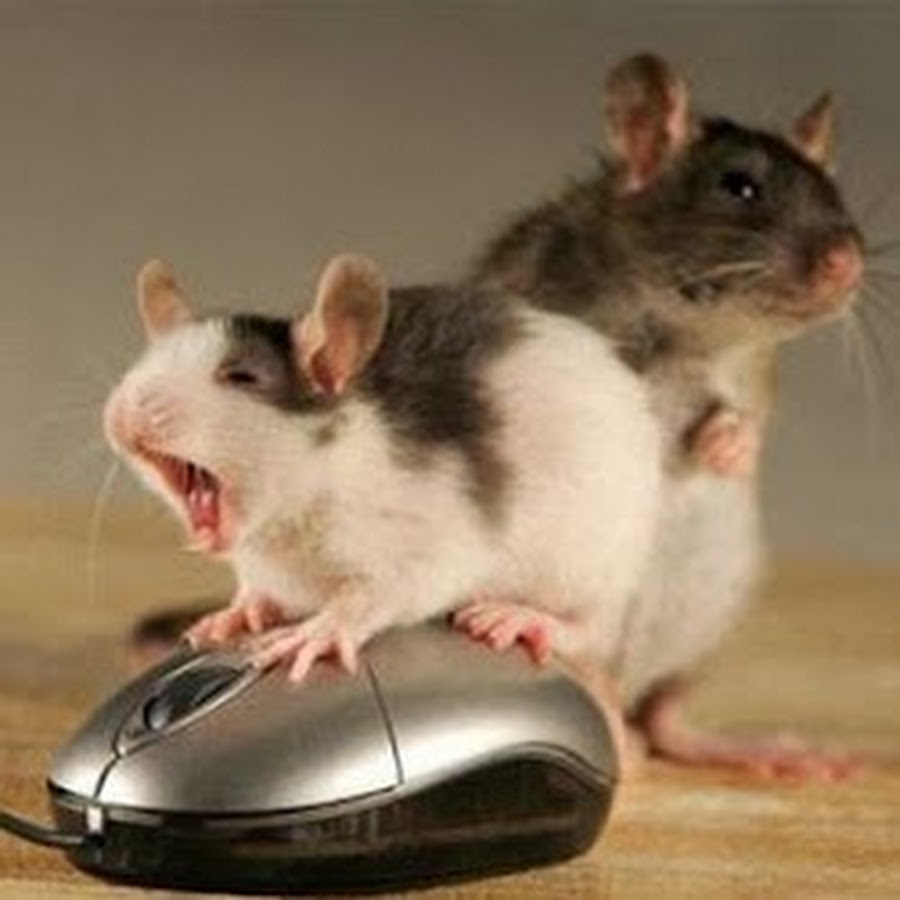 мышки дерутся в метро