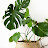 lemon tree J