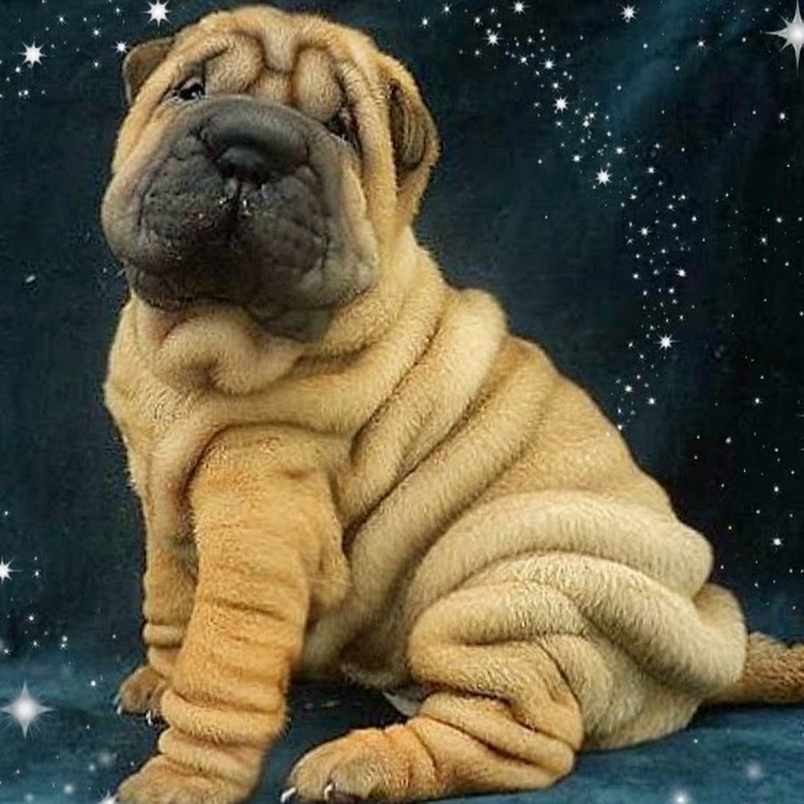 Авито собака шарпей. Шарпей щенок. Собака шарпей. Щенок шарпея в москве. Г.