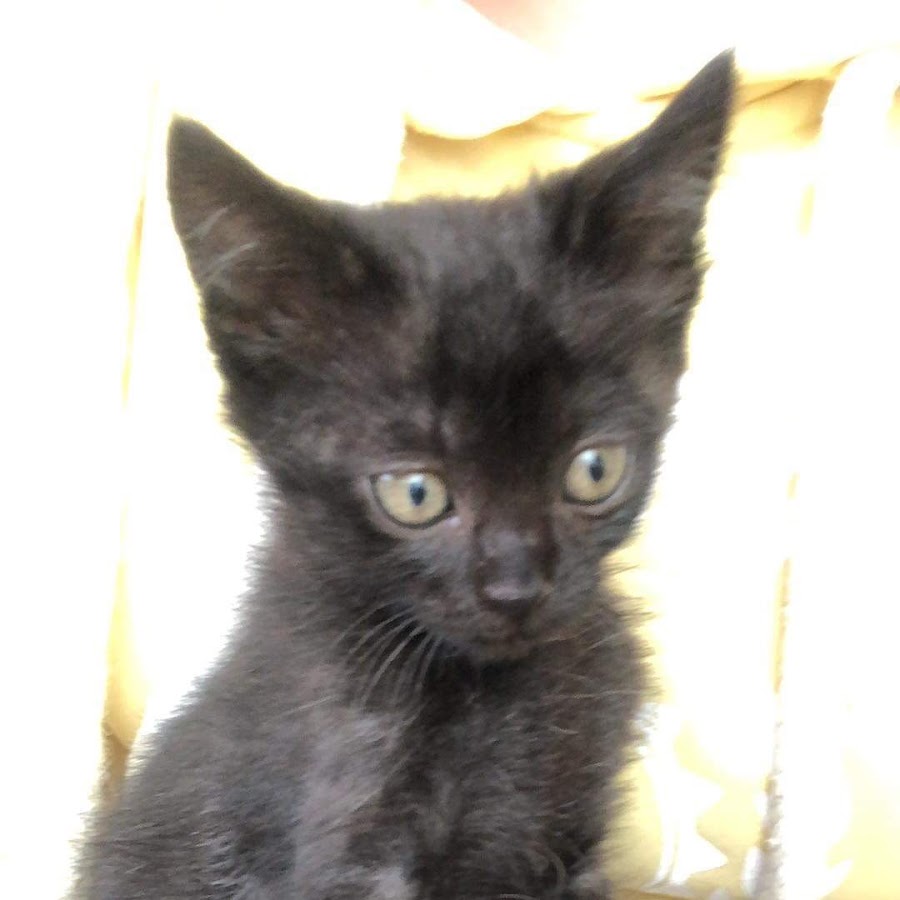 Msn ( Windows Live Messenger )