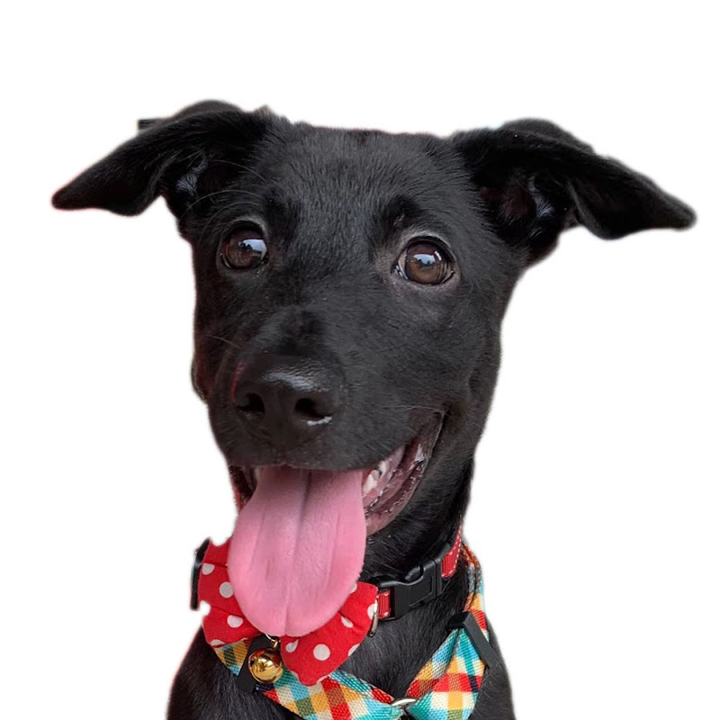 Ruby Daddy vlog - 網紅的藏寶箱 