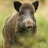 Avatar of Boar Hog