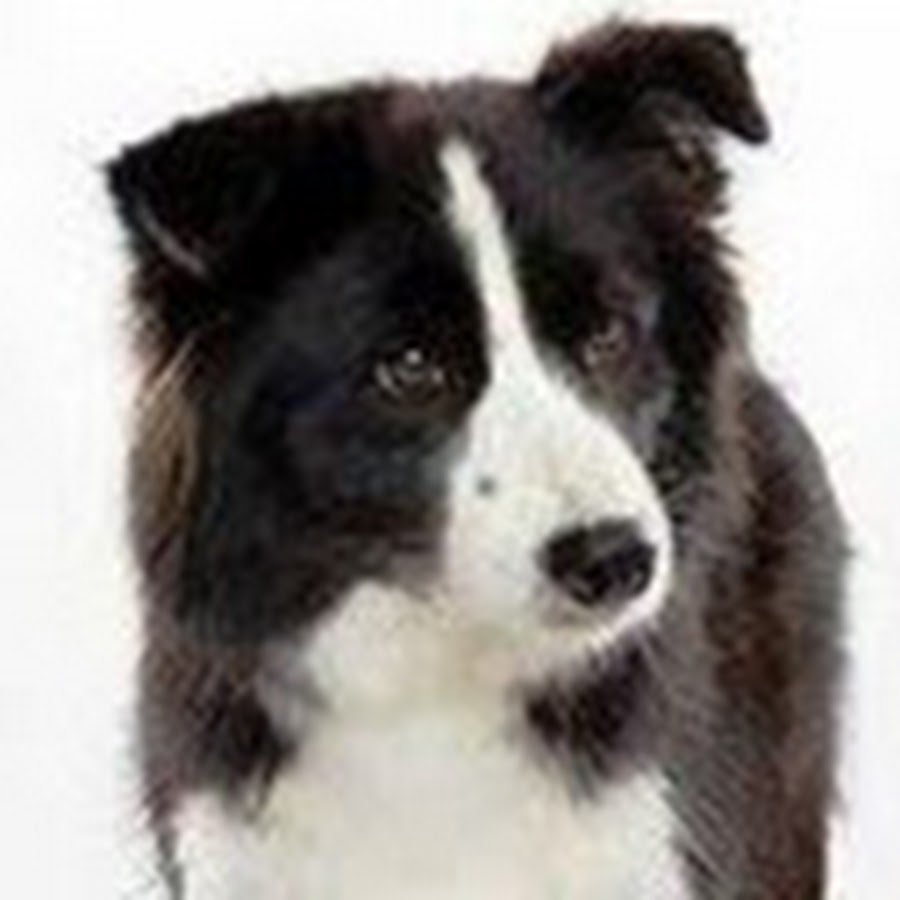 白黒乃犬田代信久 Youtube