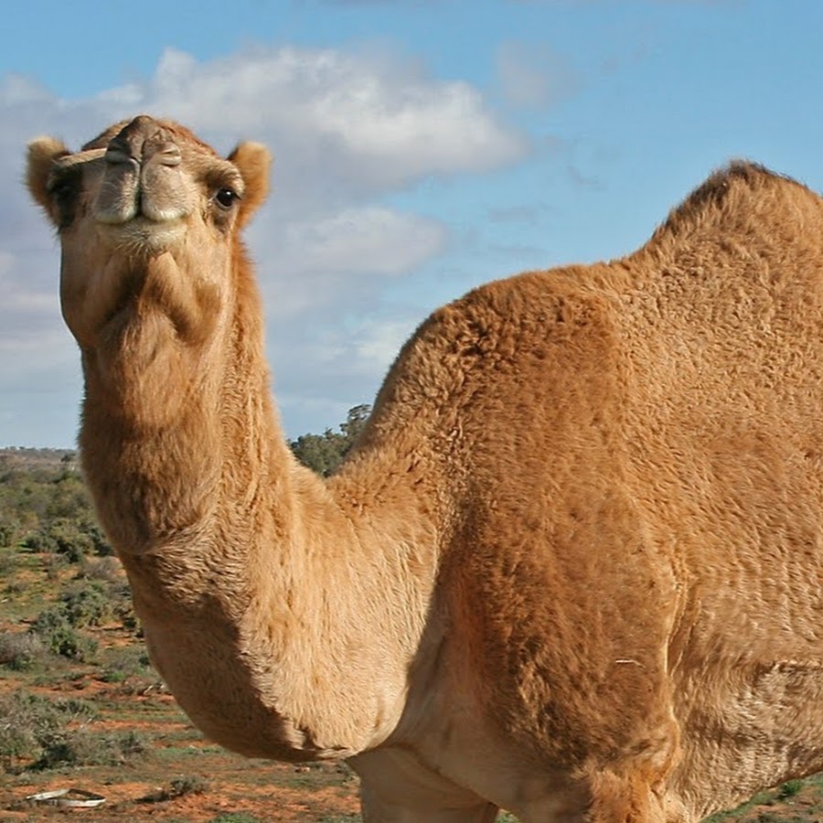 The camel was very thirsty. Верблюды. Верблюд с верблюжонком. Одногорбый верблюд. Верблюды в Забайкалье.