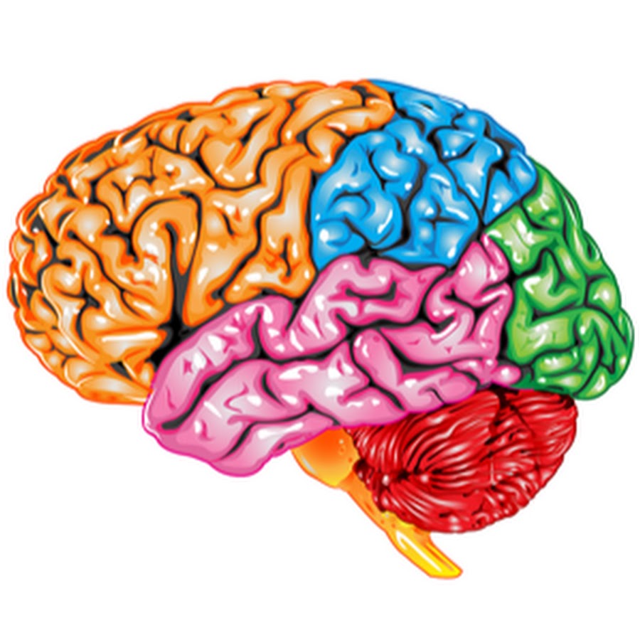 Мозг человека строение для детей