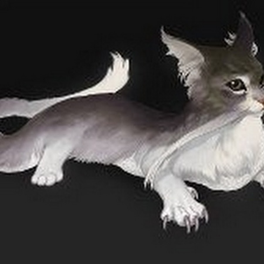 кот существо. фэнтези животные. мифические существа. кот баюн монстр. мифические существа.