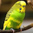 Funny Parrot
