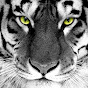 Mattox Bengal YouTube Profile Photo