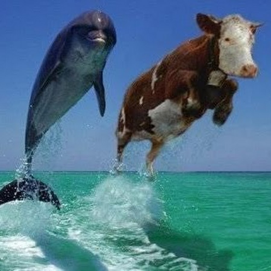коровы на море