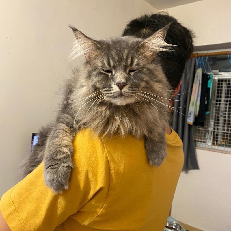 Owen Yau - 網紅的藏寶箱 