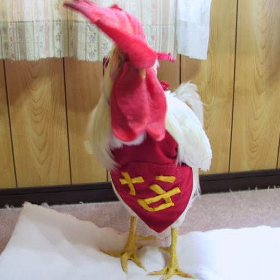 うちのにわとりさん Youtube