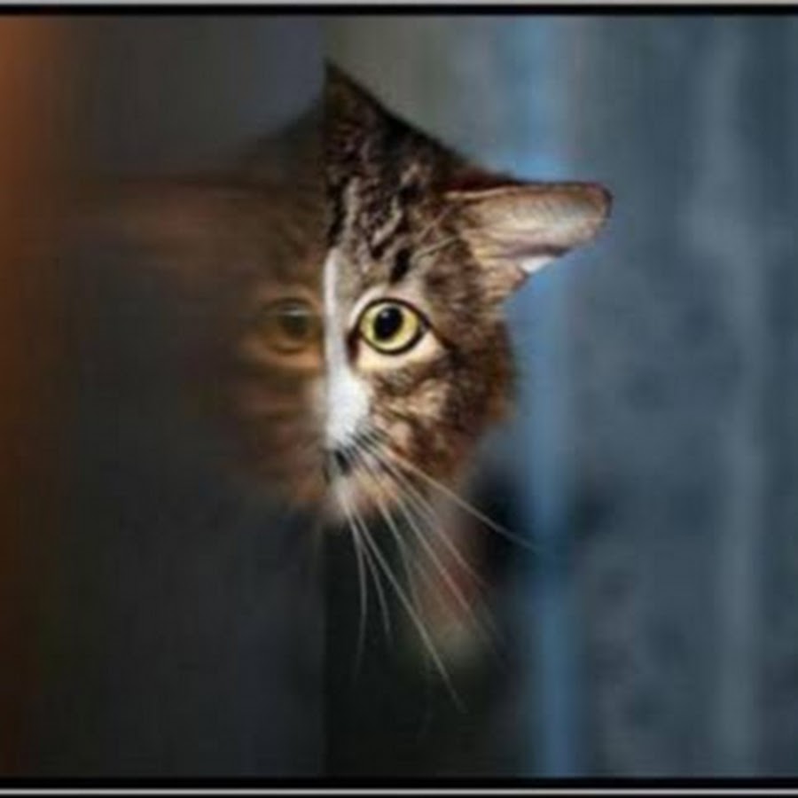 кот из за угла. рыжий котенок любопытный. хорошо выглядывай. рыжий котик выглядывает. летний кот.