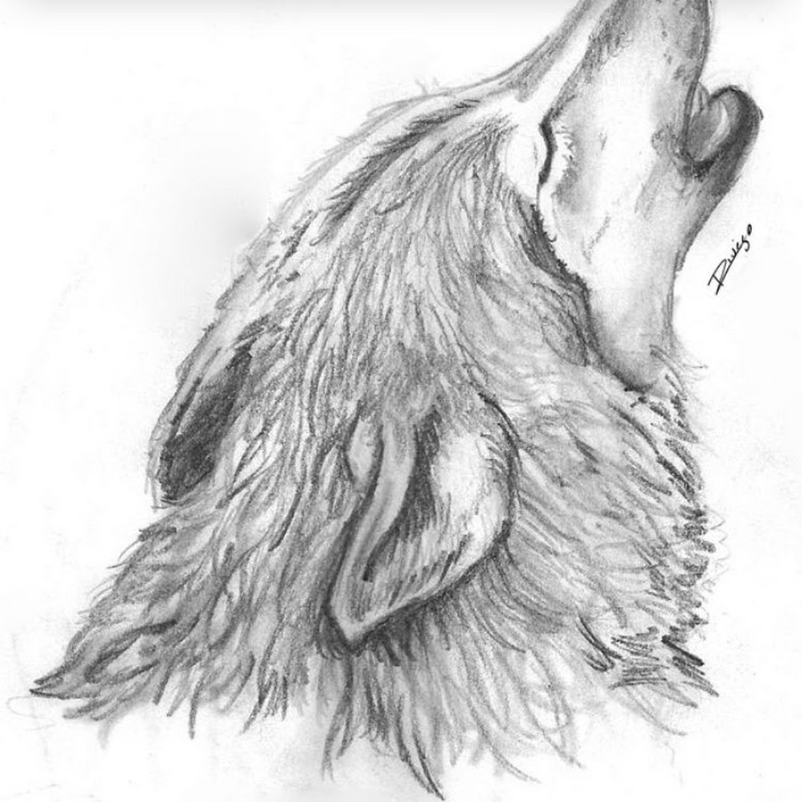 рисуем воющего волка. волк воет на луну рисунок карандашом. нарисовать волка поэтапно. как нарисовать воющего волка. как нарисовать воющего волка.