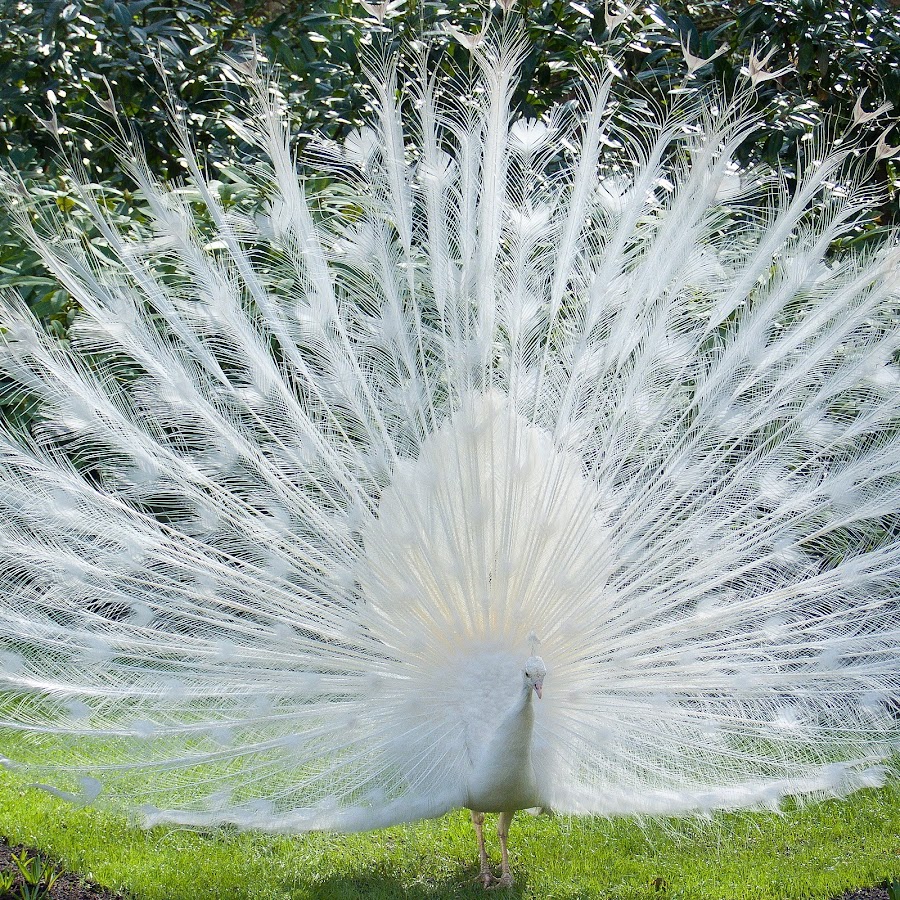 Павлин Белый Оперение Бесплатное фото на Pixabay Peacock images, Bird, Unique