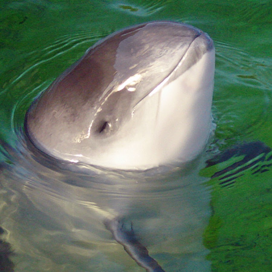 Дельфин Азовка