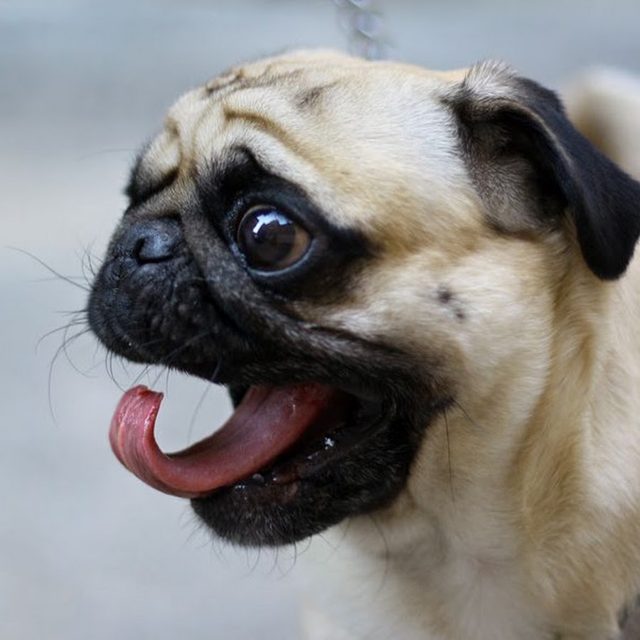 Собака мопс гавкнула. Вой мопса. Морда мопса. Мопс рычит. Мопс гавкает.