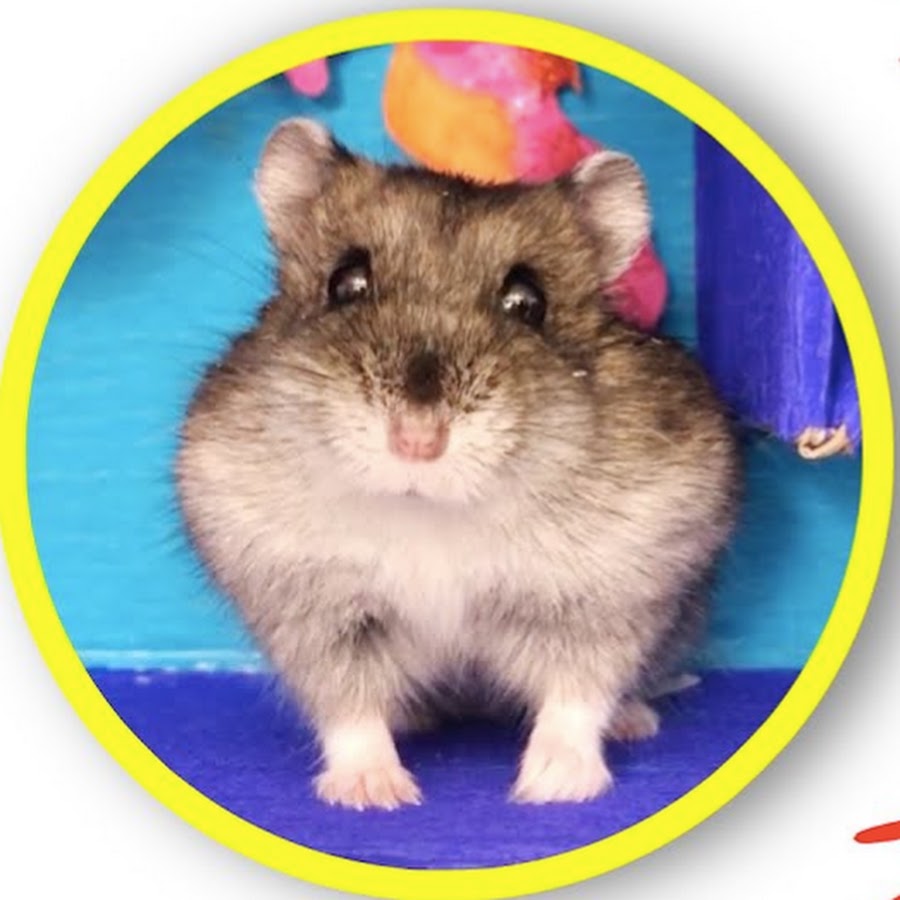 Самый маленький хомячок в мире. Хомячок который проходит. Хомячок который проходит. Хомячок который проходит. Лабиринт для детей с хомяком.