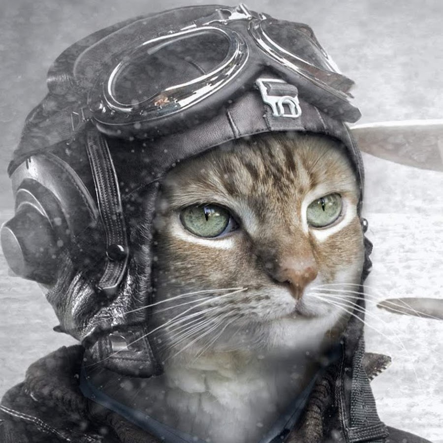 РљРѕС‚ РІ С€Р»РµРјРµ