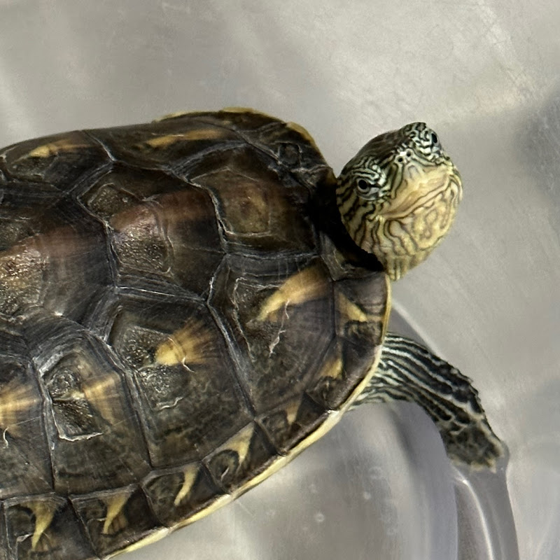 Tiffany晏余 - 網紅的藏寶箱 