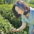 보이차 마시는 리짠_puertea lizan
