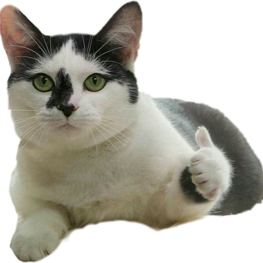 Коты показывают большой палец