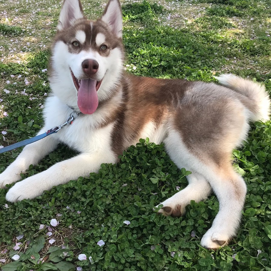 わけあり並の激安価格 シベリアンハスキー Siberian Husky 正規取扱店 Moenvironment Org