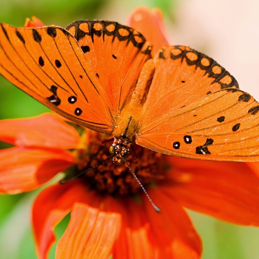 Лепесток крыло бабочки. Оранжевые цветы. Оранжевая бабочка. Бабочки оранжевого цвета. Бабочка на цветке.