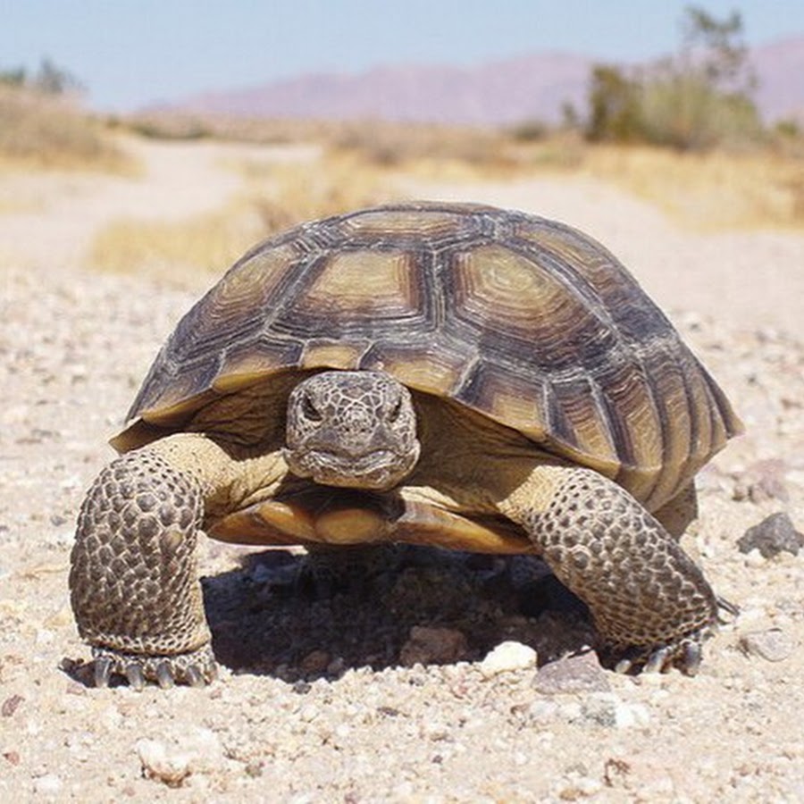 Черепаха медленно ползет. Черепаха Гофер. Змеиношейная черепаха. Пустынная черепаха Gopherus agassizii. Среднеазиатская черепаха.