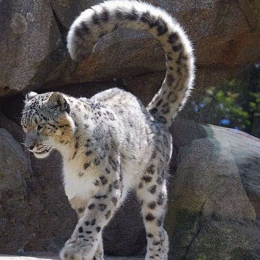 Бенгальская кошка снежный барс. Снежный барс (ирбис, снежный леопард). Снежный барс ирбис. Снежный барс носит хвост. Памирский барс.