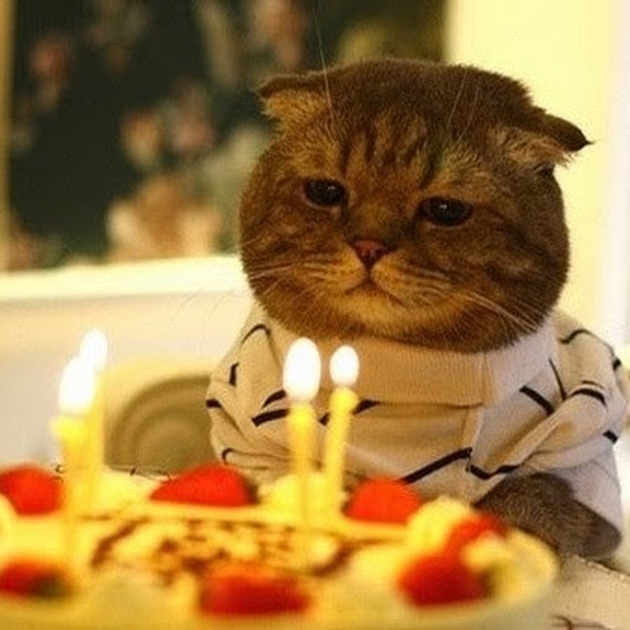 Котенок в колпаке